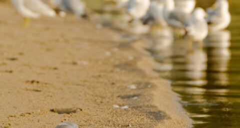 Australische mannen ontwikkelen zeestofzuiger
