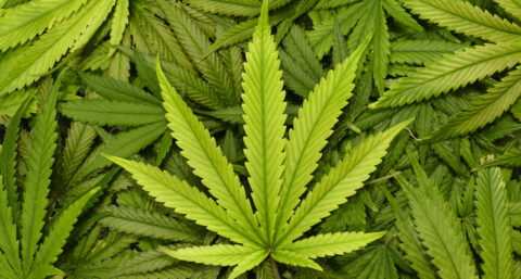 Hennep als isolatiemateriaal