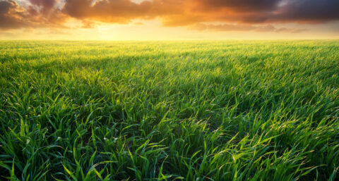Auto rijdt in de toekomst op gras