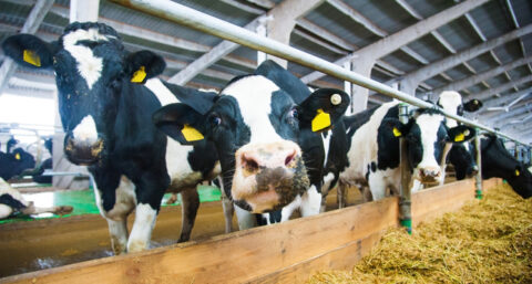 Energieneutrale bedrijfsvoering melkveehouderij komt nu erg dichtbij