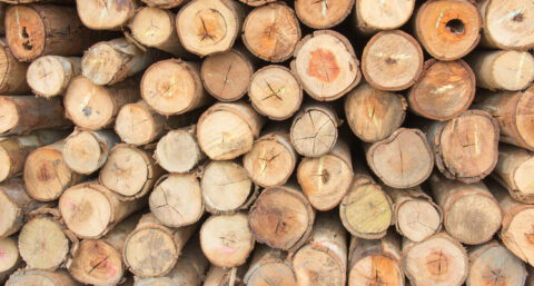 Transparant hout ideaal voor pv-systemen