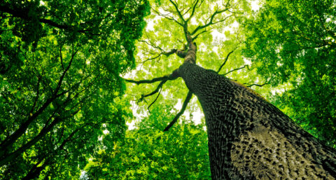 Houten gevel geeft gebouwen unieke look