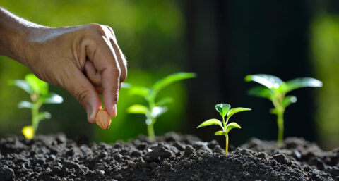 Internetten dankzij energie uit planten