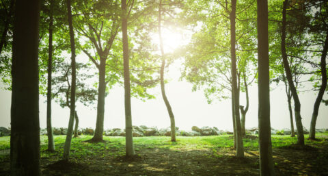 Stop de ontgroening in de TI-branche