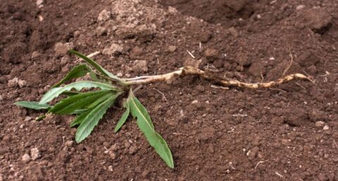 Domoticaproduct schoffelt onkruid