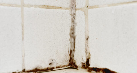 Speciale voegcoating gaat strijd met vocht en schimmel aan