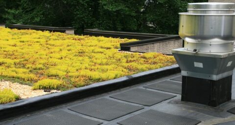 Regenwater opvangen met groene daken