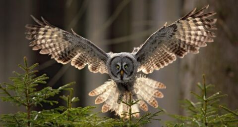 ​Siemens laat zich inspireren door uil bij nieuwe windturbine