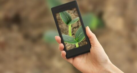 Praten met bomen klinkt ineens zo gek nog niet