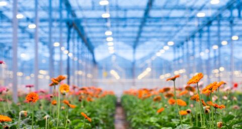 Glastuinders zijn betere beheerders van wko-systemen dan kantooreigenaren