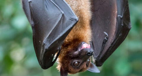 Duurzame renovatie houdt ook rekening met dieren