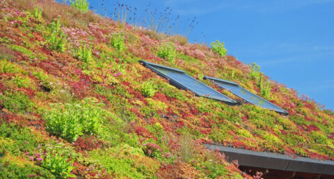 Gebruikte tampons en maandverband goed bruikbaar voor duurzaam dak