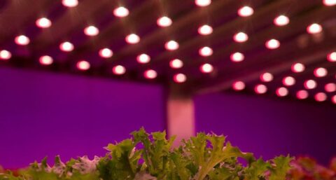 Ledverlichting zet zegetocht in glastuinbouw gestaag voort