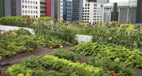 Slimdak houdt regenwater vast totdat nieuwe stortbui zich aankondigt