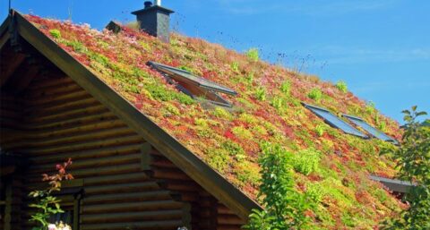 Groene daken zijn een groeimarkt