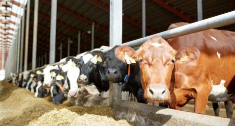 Het belang van de juiste stalverlichting