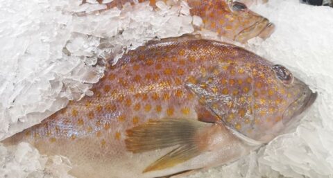 Gezond en duurzaam invriezen