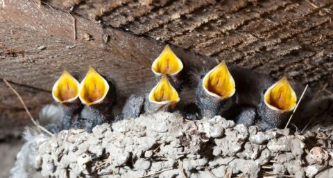 Bouwen met oog voor dieren