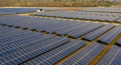 Kiwa maakt met NISP-certificering weg vrij voor meer biodiversiteit in natuurinclusieve zonneparken