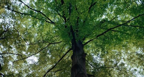 De VELUX Groep sluit zich aan bij RE100 en Business for Nature