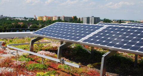 Aanrader: combinatie zonnepanelen en groen dak