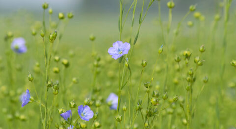 Nationale Aanpak Biobased Bouwen zet biobased echt op de agenda