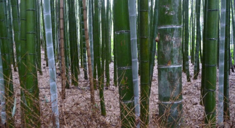 Supersterke stengels: bouwen met bamboe